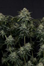 Gorilla Cookies FF - feminizované semená marihuany 5 ks Fast Buds