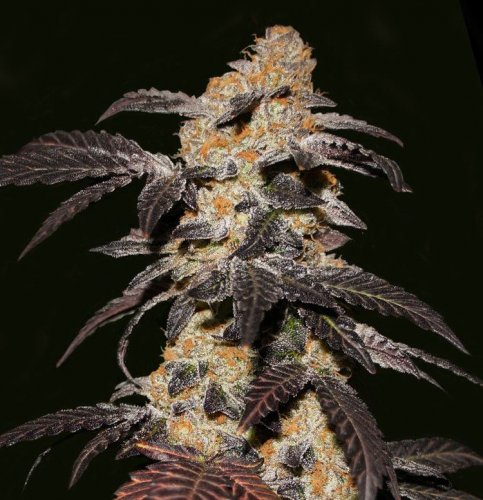 French Cookies - 5pcs feminized seeds T.H. Seeds