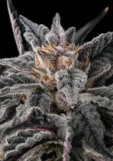 Paradise Seeds x Compound Genetics Nakamarra nasiona feminizowane, 3 szt.