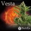 Vesta - feminizovaná a autoflowering semínka  Buddha Seeds