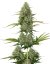BCN Critical XXL samonakvétací semena 3 ks Seedstockers