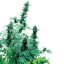 Early Skunk - 5 ks feminizovaná semínka Sensi Seeds