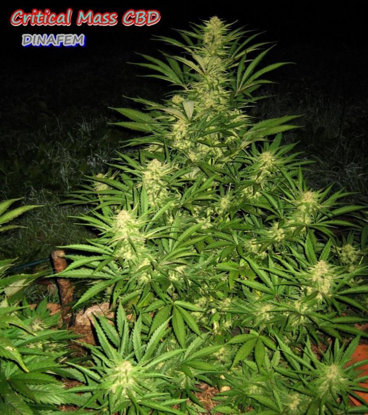 Masa krytyczna CBD - feminizowane nasiona 3in Dinafem