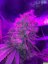 Super Silver Haze 3 ks feminizované semienka Dinafem