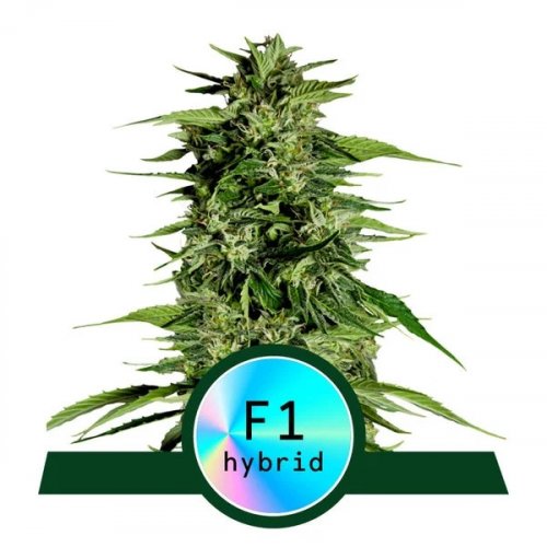 Hyperion F1 - samonakvétací semena marihuany 5ks, Royal Queen Seeds