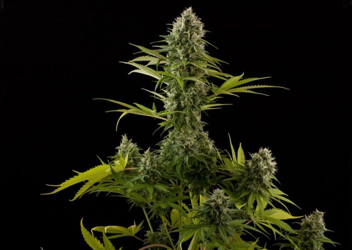 Industrial Plant - 10 pieces of feminized Dinaf seeds
