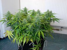 Auto Jack - autoflower semienka 10ks Fair Seeds