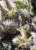 Cream Caramel Auto - semințe autofloritoare 3 buc Sweet Seeds