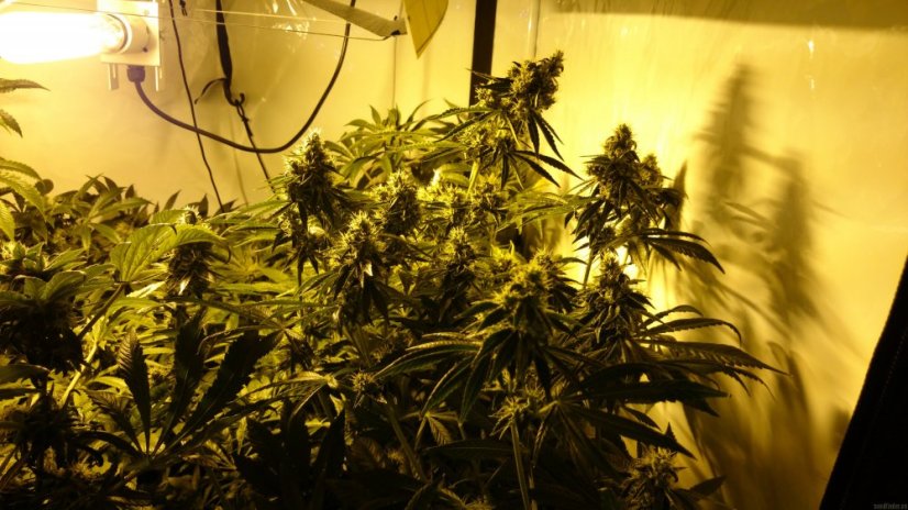 Critical Kush – feminizovaná semena 10 ks Barney´s Farms