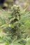 Dedoverde Haze - feminizovaná semienka 5ks Humboldt