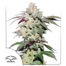 Skywalker Haze Feminisierte Samen - 3