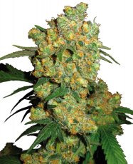 Big Bud - 3 ks feminizované semená Sensi Seeds