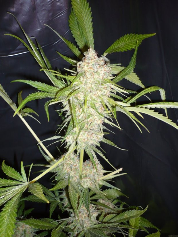 Super Skunk - semínka 10 ks standardizovaná Sensi Seeds