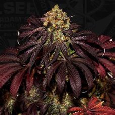 T.H. Seeds Stracciatella Feminized Seeds