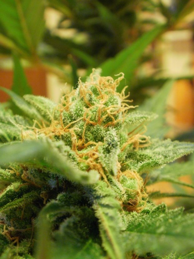 Black Jack – feminizované semienka 10 ks Sweet Seeds
