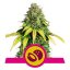 Somango XL - feminisierte Samen 10 Stück Royal Queen Seeds