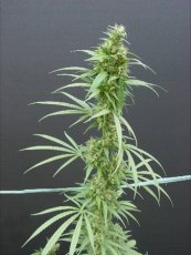 Nevilles Haze - Standardized seeds 18 pcs Mr. Nice