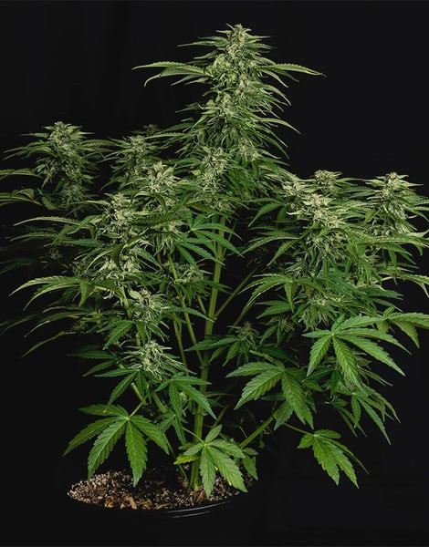 Apollo F1 - samonakvétacie semená 3ks, Royal Queen Seeds