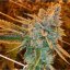 West Coast O.G. Auto - samonakvétacie semená marihuany 5 ks Fast Buds