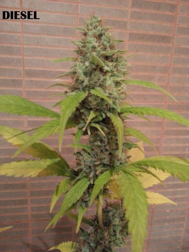 Diesel - 10 sztuk feminizowanych nasion Dinafem