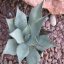 Agáve Mexická (rastlina: agávy neomexicana) - semená 10 ks