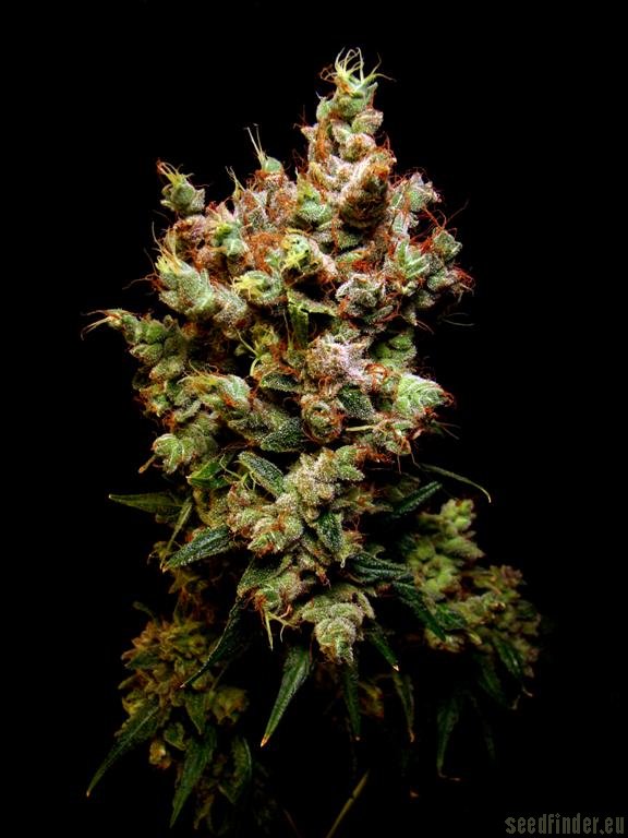Skywalker 5 ks (feminizované semená) Dutch Passion