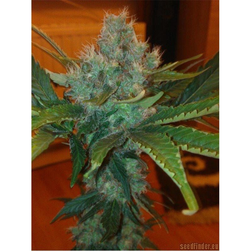 Honey Cream (Fast Flowering) - feminizovaná semínka 5ks Royal Queen Seeds