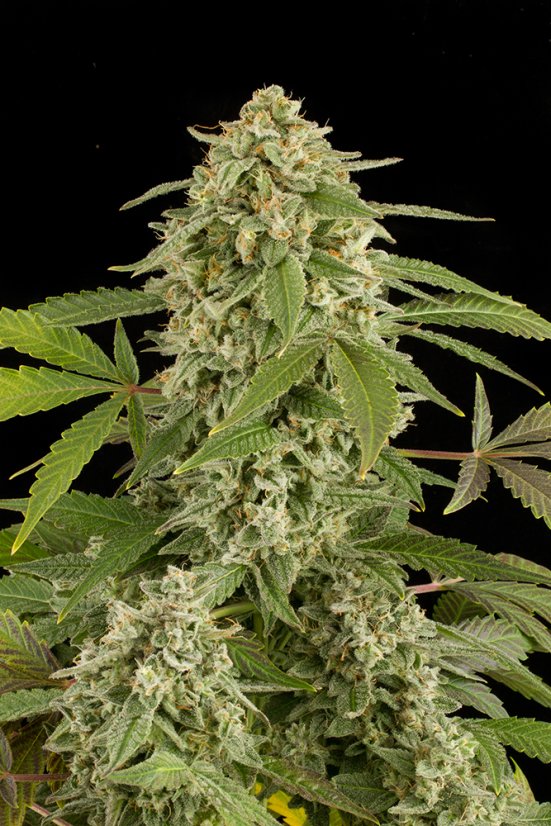 White Widow XXL Auto - fem. a autoflowering semienka 3ks Dinafem