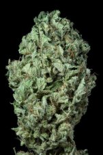 Sour Diesel Auto - fem. And autoflower seeds 3pcs Dinaf