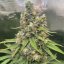 The White OG - feminisierte Cannabis-Samen 10Stck, Seedsman