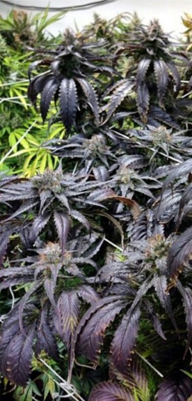 Bubba Kush 2 - feminizovaná semienka 3ks Humboldt