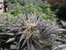 French Touch Seeds Frencheese feminisierte Samen
