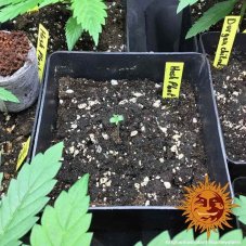 Barney's Farm Afghan Hash Plant regulérní semena, 10 ks