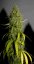 Northern Lights n.5 x Haze - Nasiona 10 szt. Standardowych Sensi Seeds