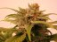 Black Jack – feminizované semienka 10 ks Sweet Seeds
