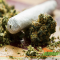 5 Varieties of Cannabis Against Social Phobia and Anxiety