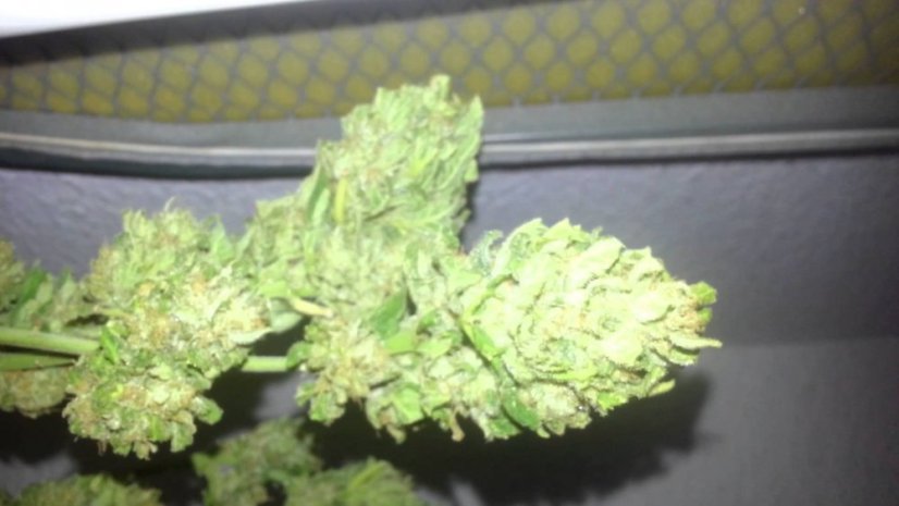 Sweet Skunk Auto – 10 ks autoflowering semien Sweet Seeds