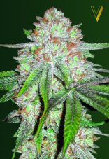 Victory Seeds Chocodope Auto feminizovaná semena