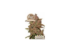 Auto Crystal Meth - Autoflowering Marihuana Samen 3 Stück Fair Seeds