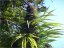 Frisian Dew - Feminizowane 5ks Dutch Passion Seeds