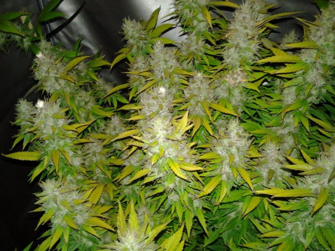 Royal Creamatic - feminized And autoflowering seeds 5 pcs Royal Queen Seeds