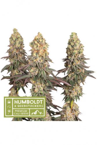 Mack & Crack Auto - autoflowering semená marihuany, HumboldtXSeedstockers, 25 ks