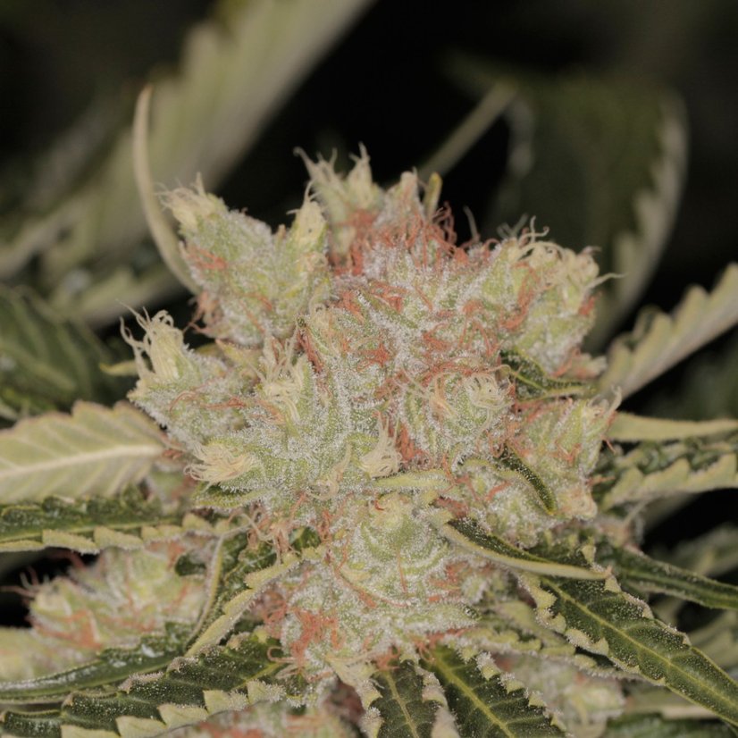 Bad Azz Kush - feminizovaná semínka 5 ks Barney´s Farm