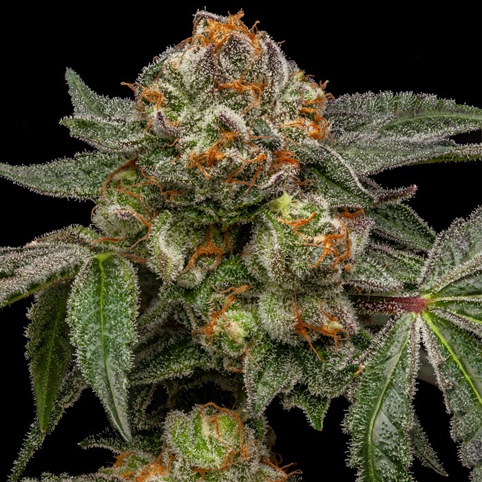 Zake - feminizovaná semena, 3 ks, Ripper Seeds