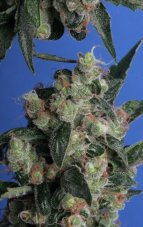 T.H. Seeds Kushage regulérní semena