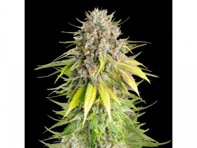 Punch Pie - feminized 10pcs Royal Queen Seeds x Mike Tyson