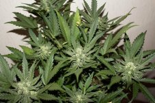 Sweet Skunk Auto – 10 ks samonakvétací semena Sweet Seeds
