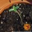 Zkittlez OG Auto - autoflowering semena marihuany 5 ks Barney´s Farm