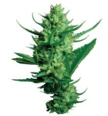 Night Queen – feminizovaná semínka 10ks Dutch Passion