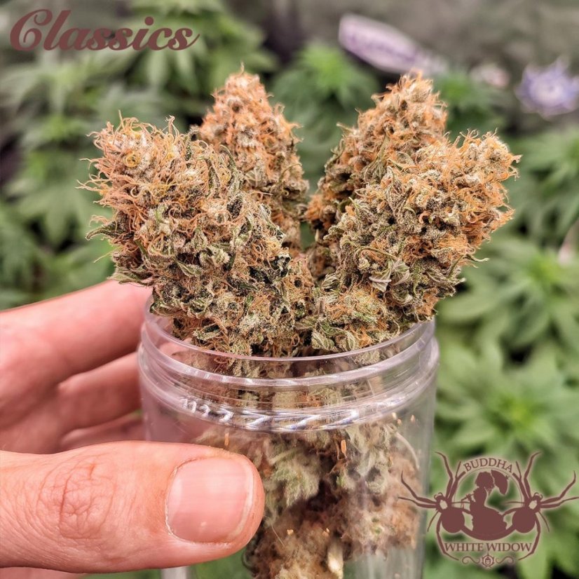 Buddha White Widow, 3 ks, Buddha Seeds